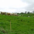 Cows in spring