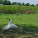Geese and horses in field